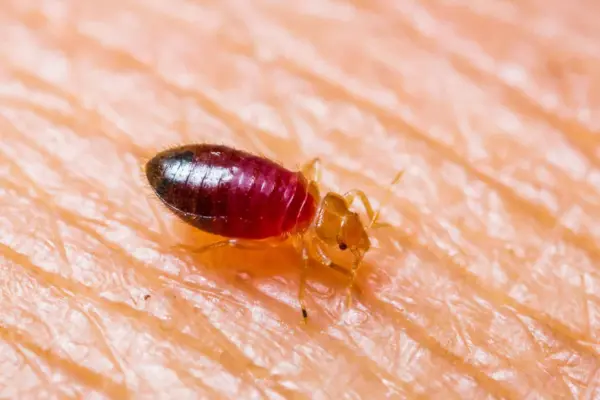 Bed Bug Control Mumbai - Professional Bed Bug Treatment