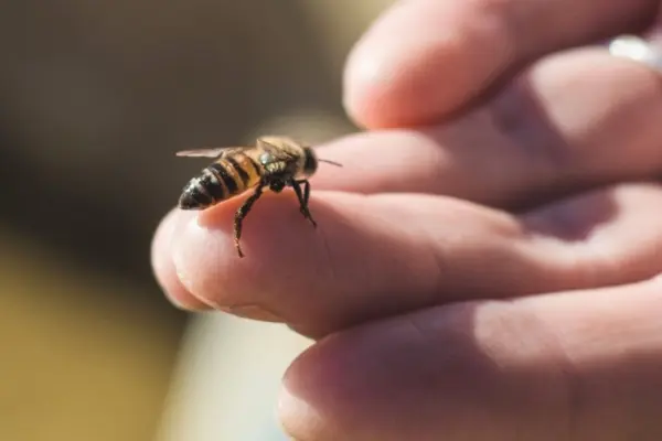 Bees Control Mumbai - Safe Bee Hive Removal