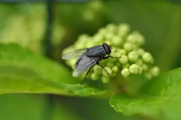 Flying Insect Management Mumbai - Professional Flying Pest Control