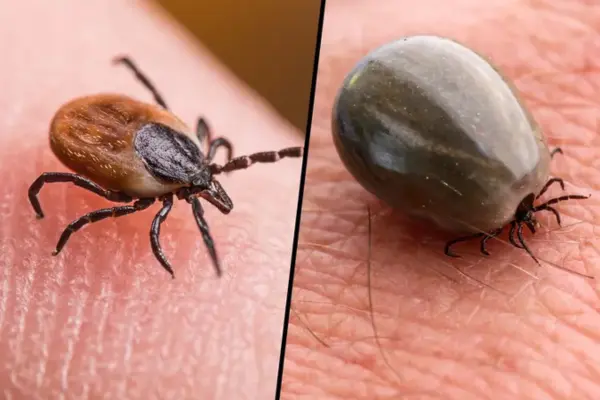 Ticks Control Mumbai - Pet Safe Tick Removal